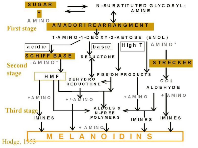 Coffee Chemistry Made Simple A Look at What Happens Inside the Bean